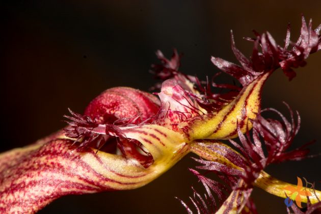 Bulbophyllum rothschildianum