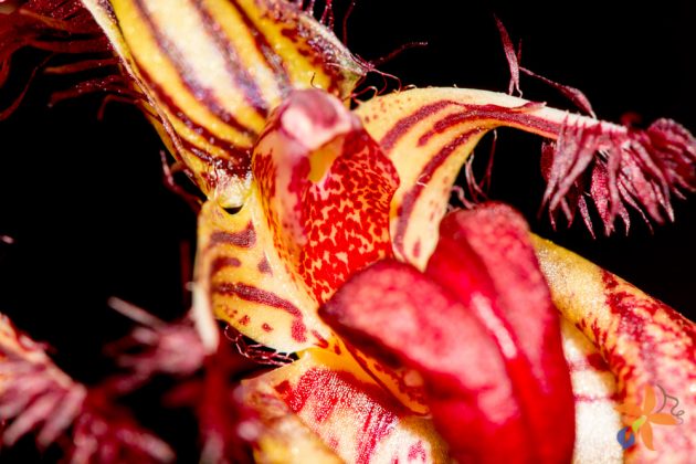 Bulbophyllum rothschildianum