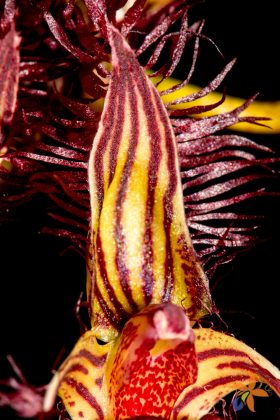 Bulbophyllum rothschildianum