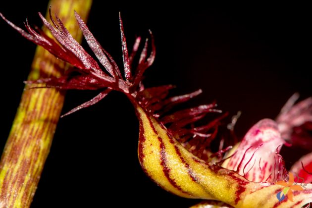 Bulbophyllum rothschildianum