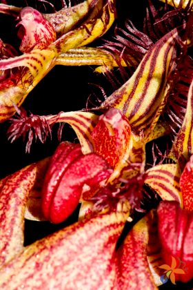 Bulbophyllum rothschildianum