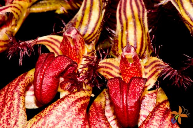 Bulbophyllum rothschildianum