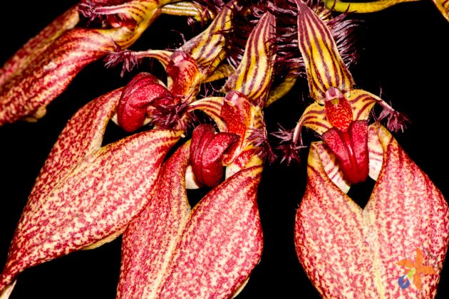 Bulbophyllum rothschildianum