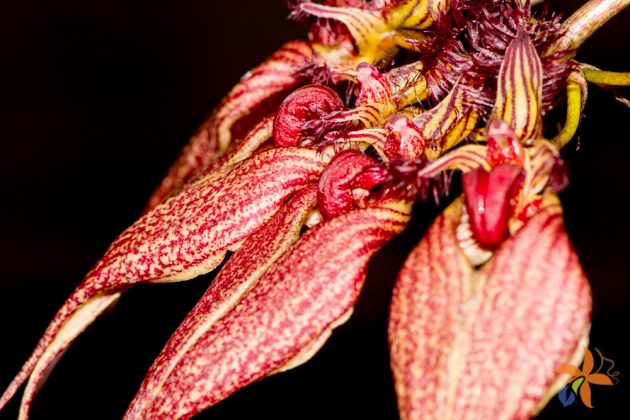 Bulbophyllum rothschildianum