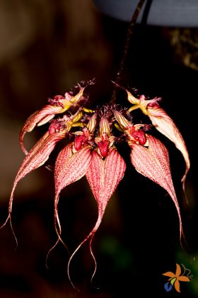 Bulbophyllum rothschildianum