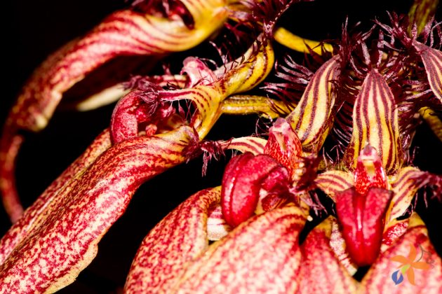 Bulbophyllum rothschildianum