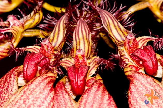 Bulbophyllum rothschildianum