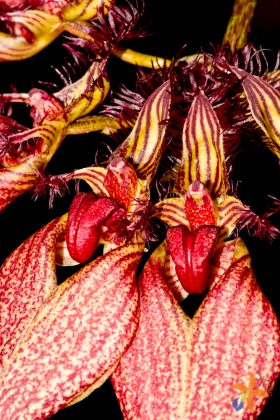 Bulbophyllum rothschildianum