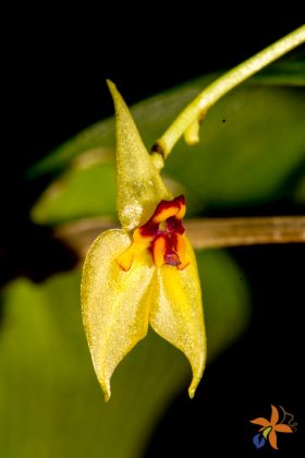 Lepanthes orion