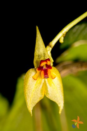 Lepanthes orion