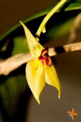 Lepanthes orion