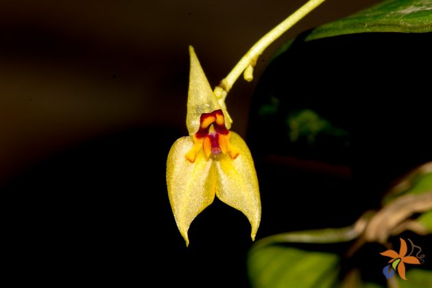 Lepanthes orion