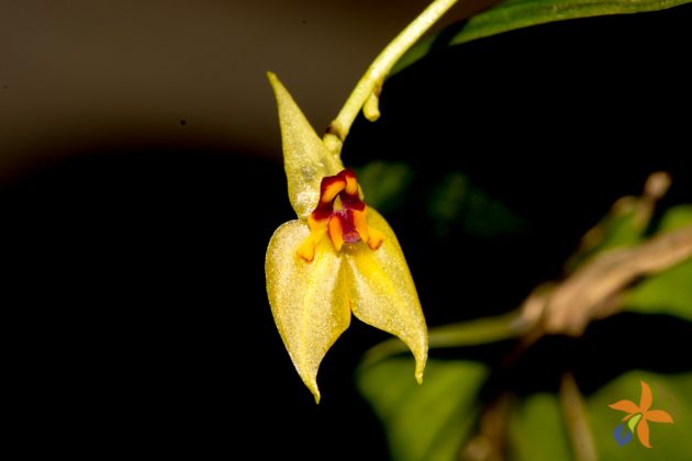 Lepanthes orion