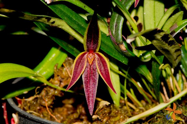 Pleurothallis allenii