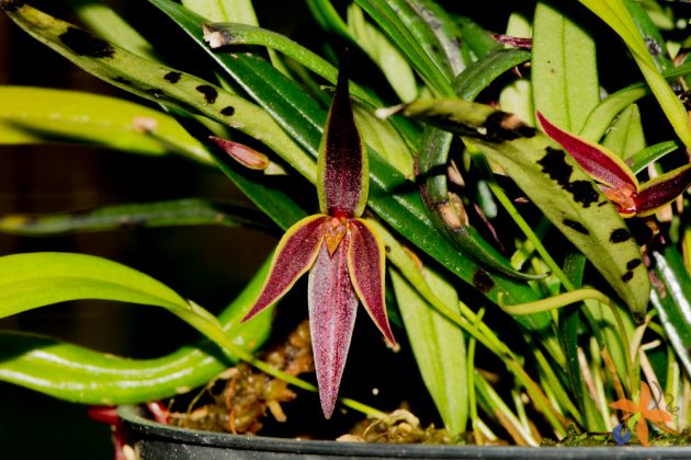 Pleurothallis allenii