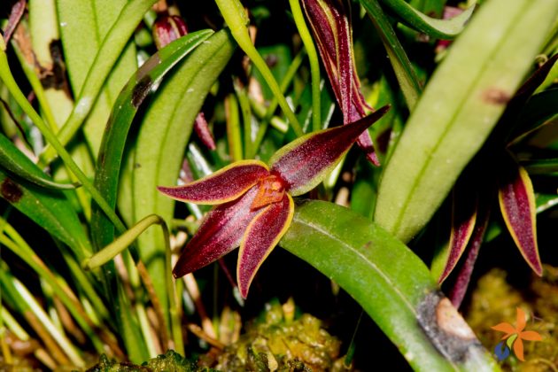 Pleurothallis allenii