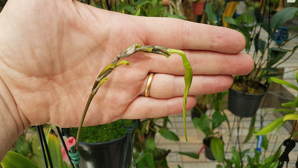 Devo cortar a haste floral quando a flor da orquídea acaba? - orquideas .eco.br