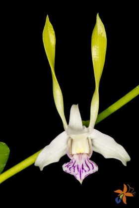 Dendrobium antennatum