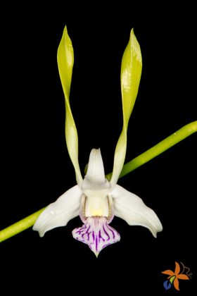 Dendrobium antennatum