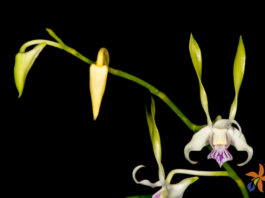 Dendrobium antennatum