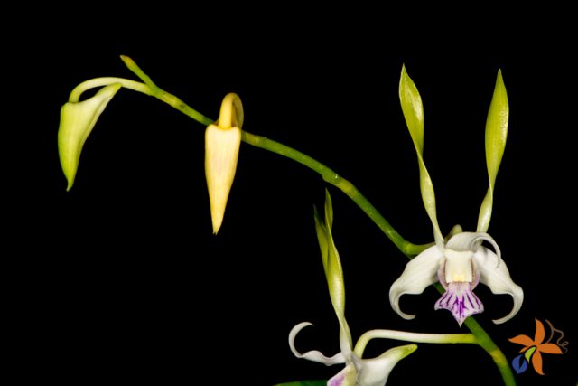 Dendrobium antennatum