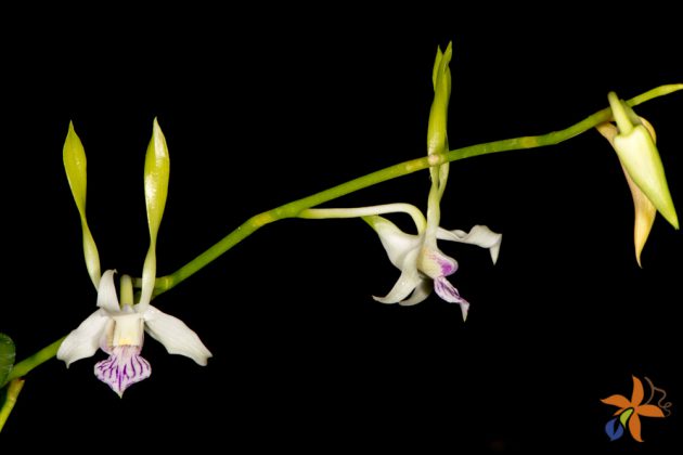 Dendrobium antennatum