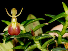 Epidendrum peperomia