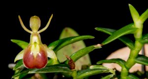 Epidendrum peperomia