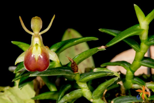 Epidendrum peperomia