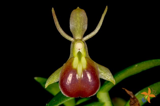 Epidendrum peperomia