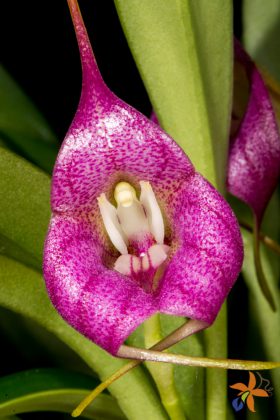 Masdevallia Pangueña