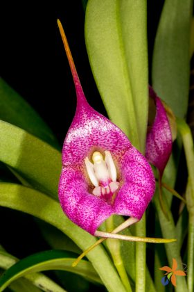 Masdevallia Pangueña