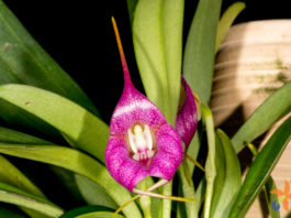 Masdevallia Pangueña