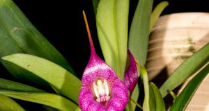 Masdevallia Pangueña