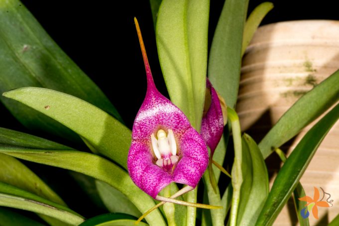 Masdevallia Pangueña