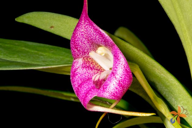 Masdevallia Pangueña