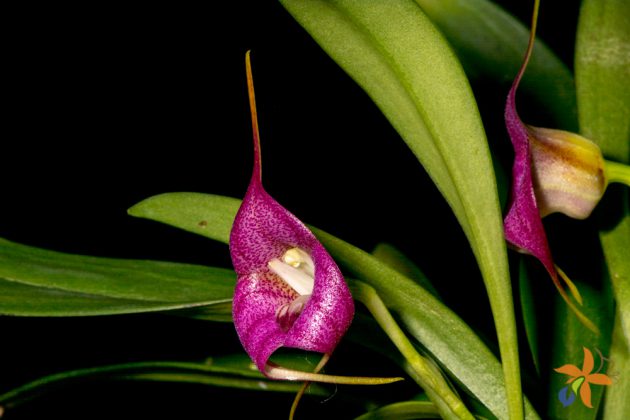 Masdevallia Pangueña