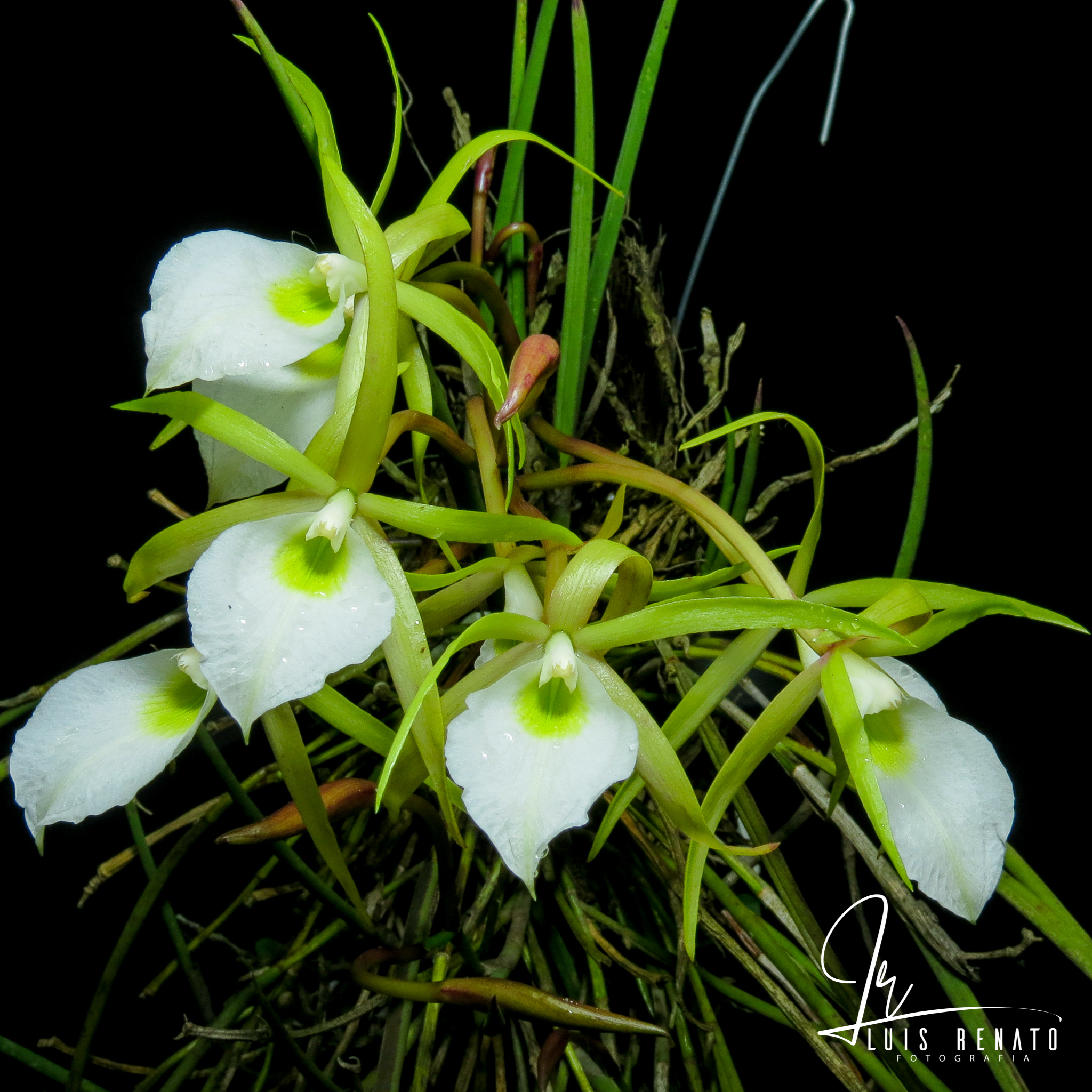 Brassavola perrinii