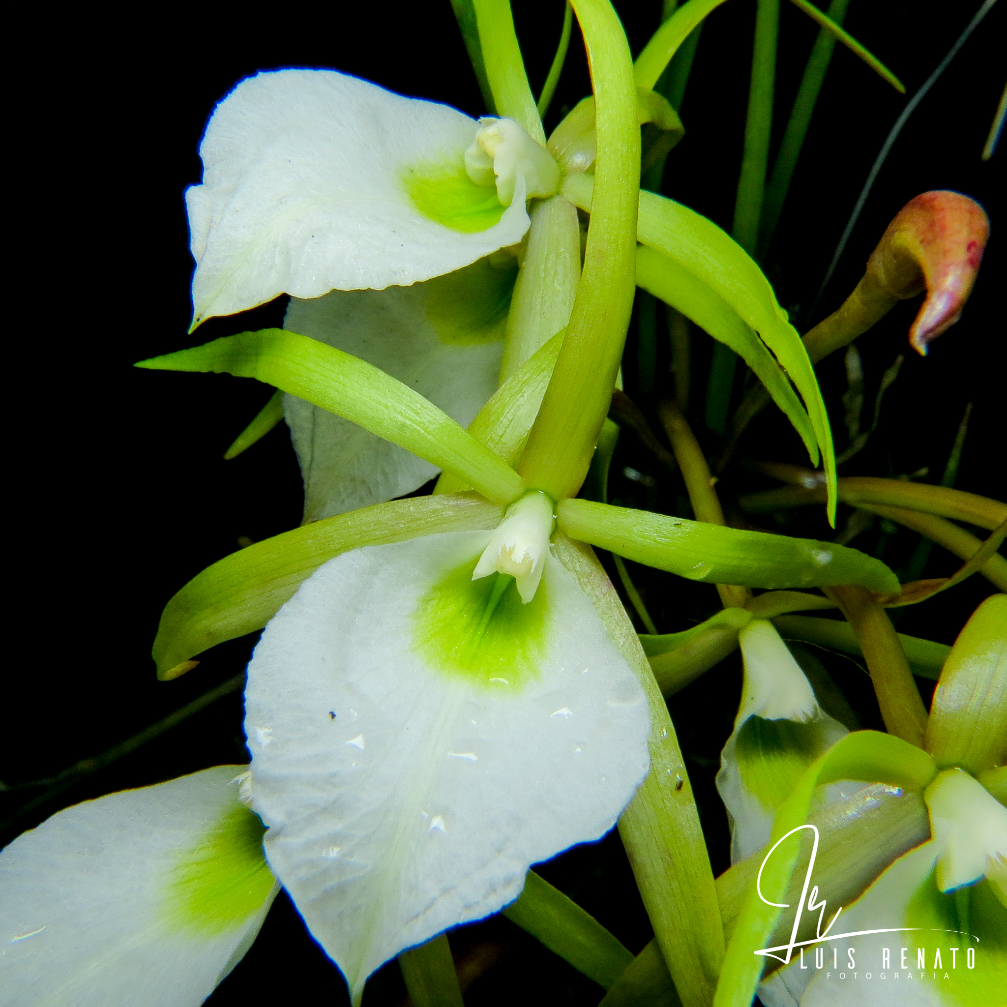 Brassavola perrinii