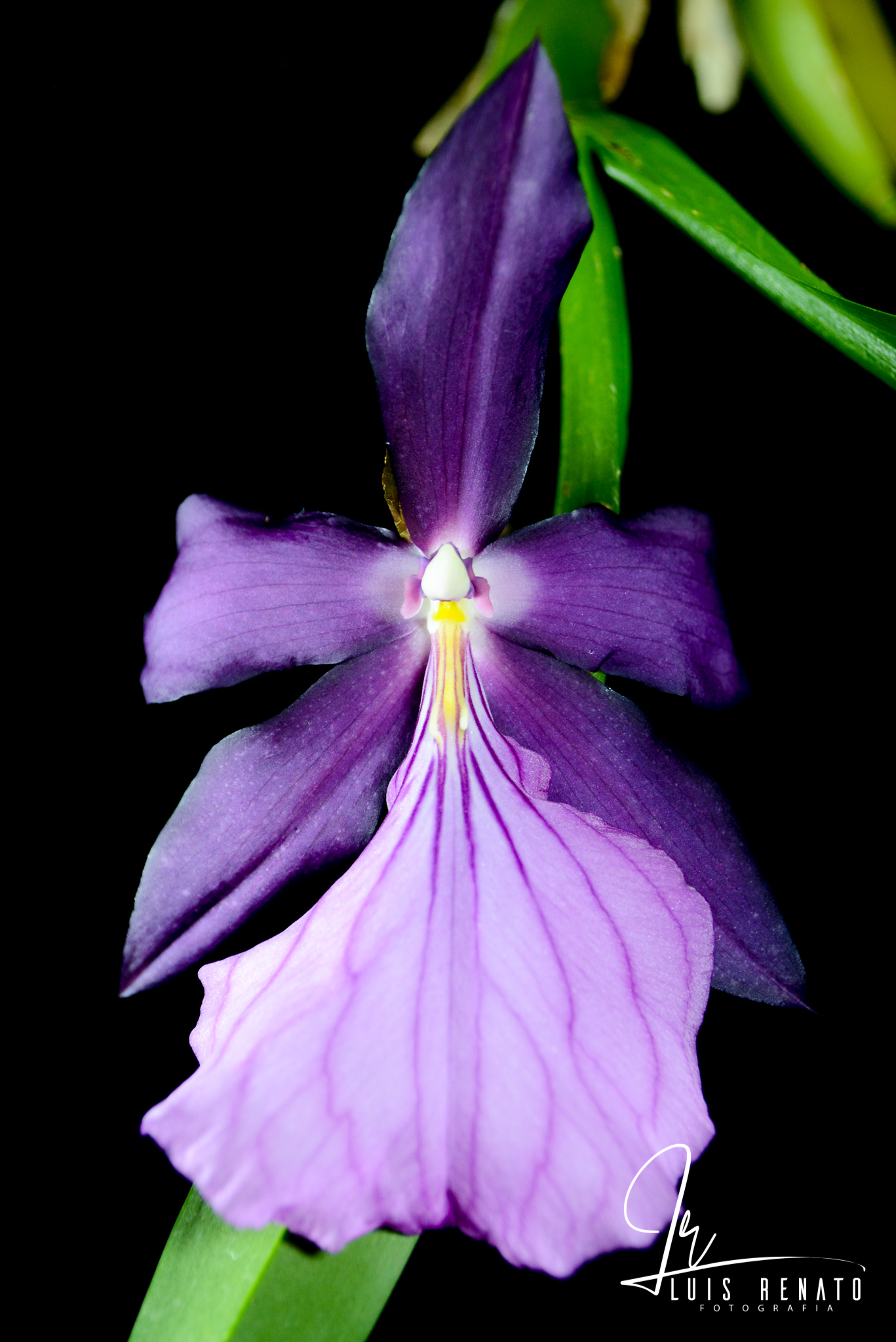 Miltonia moreliana