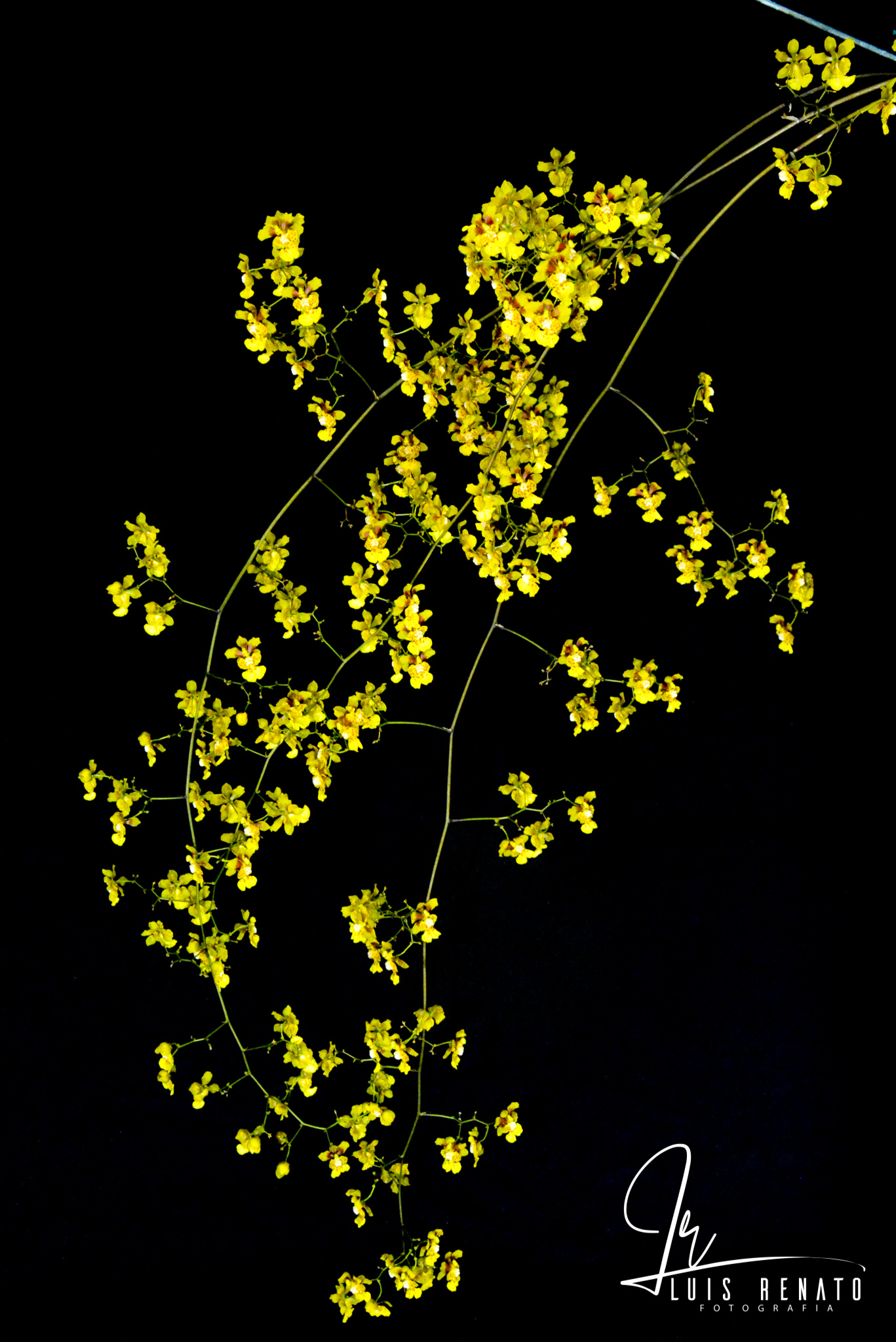 Oncidium robustissimum