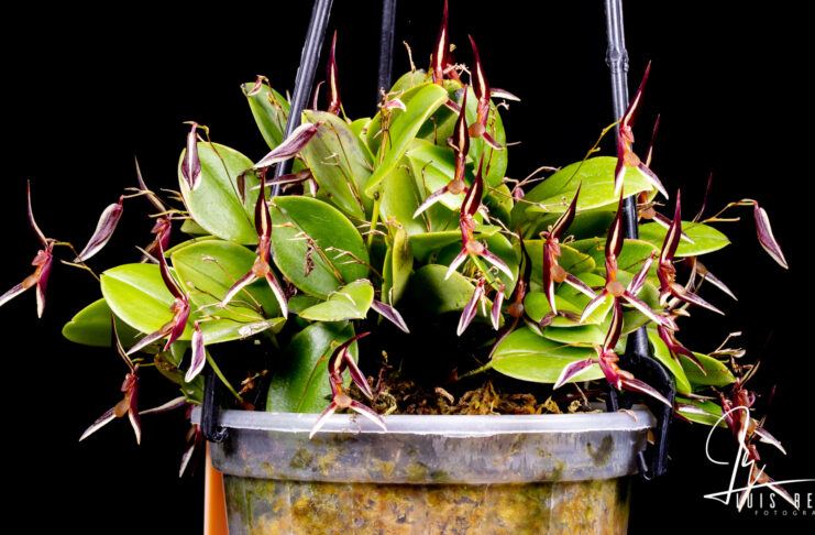 Pleurothallis mystax